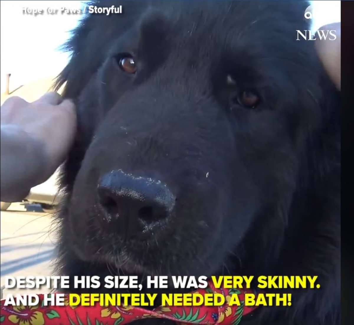 PHOTO: Rescuers found this adorable “gentle giant” homeless on the streets. After a journey of almost 1,000 miles, he’s now training to become a therapy dog to put smiles on faces at children’s hospitals. 