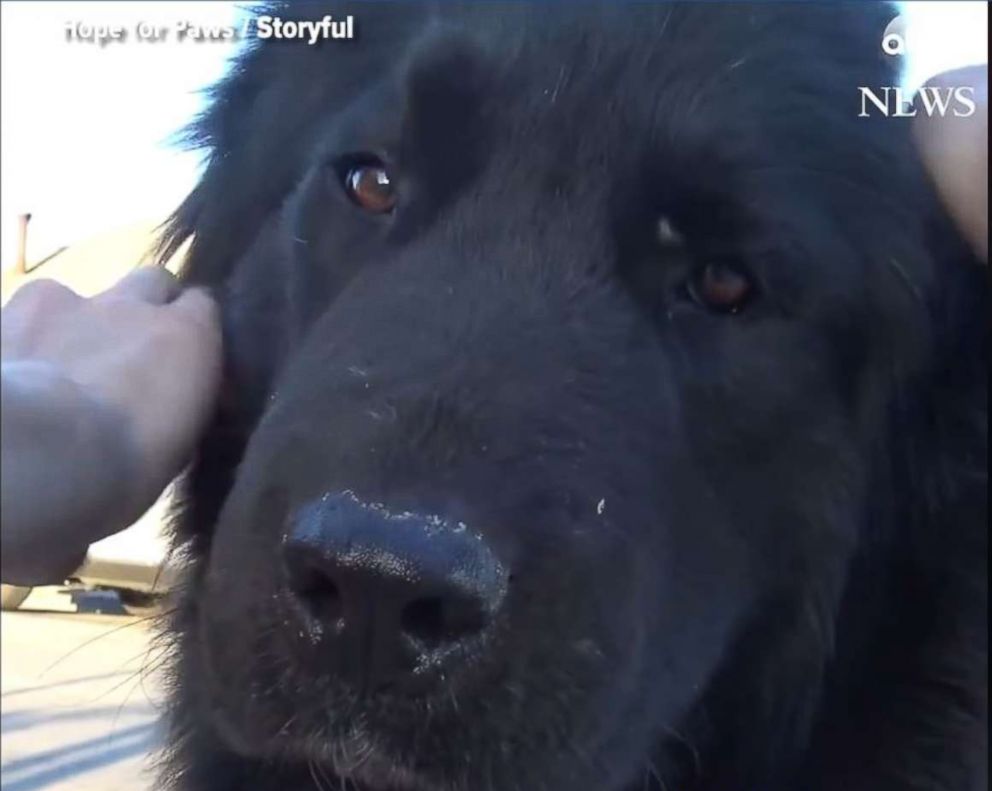 PHOTO: Rescuers found this adorable “gentle giant” homeless on the streets. After a journey of almost 1,000 miles, he’s now training to become a therapy dog to put smiles on faces at children’s hospitals. 
