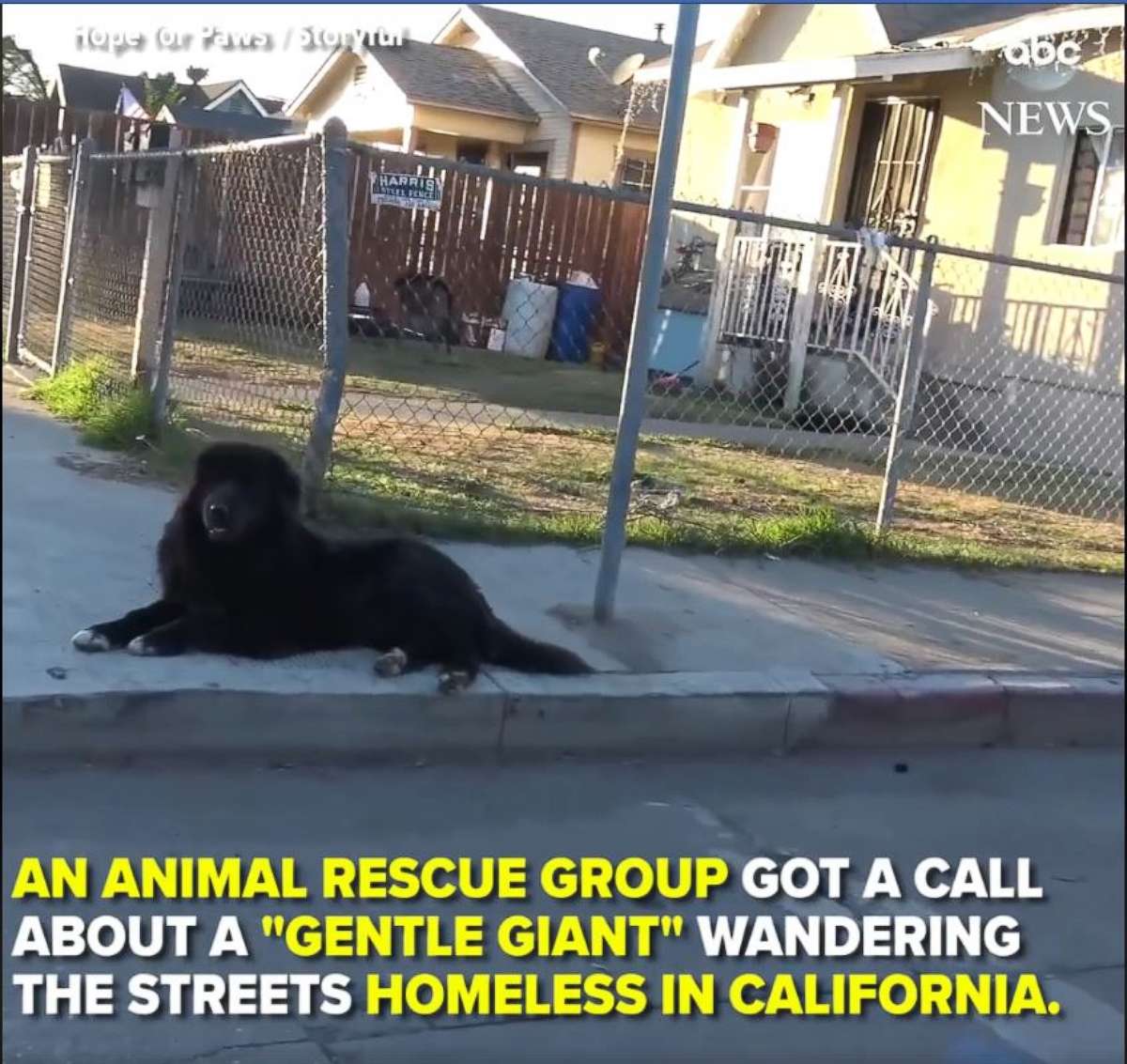 PHOTO: Rescuers found this adorable “gentle giant” homeless on the streets. After a journey of almost 1,000 miles, he’s now training to become a therapy dog to put smiles on faces at children’s hospitals. 