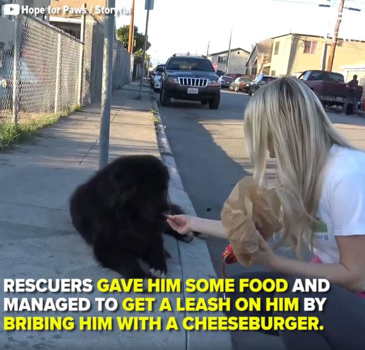 PHOTO: Rescuers found this adorable “gentle giant” homeless on the streets. After a journey of almost 1,000 miles, he’s now training to become a therapy dog to put smiles on faces at children’s hospitals. 