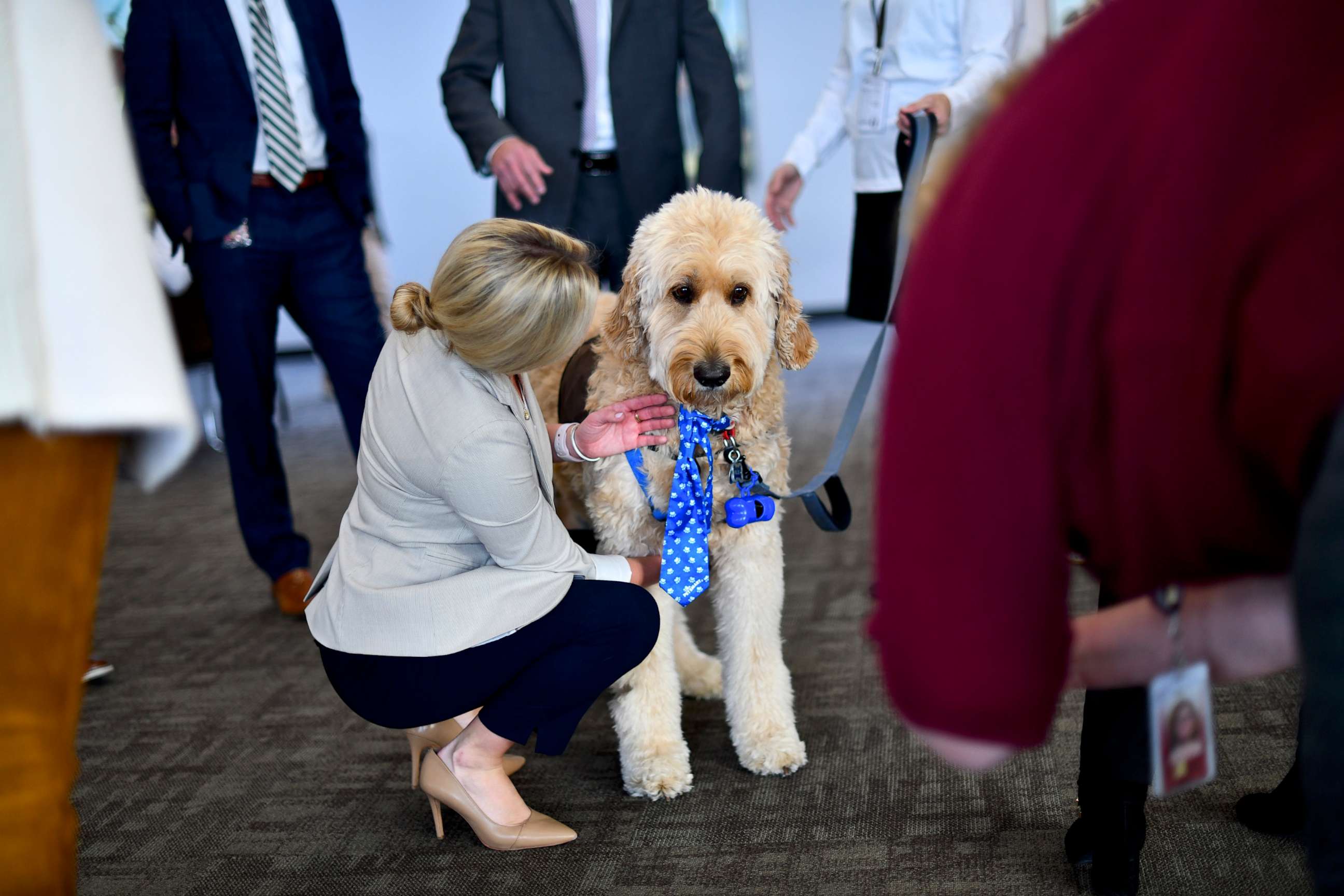 PHOTO: A goldendoodle therapy dog named Blue greets Congressional staff during a "Meet the Pets: Destress with Post-Election Therapy Dogs" event on Nov. 13, 2019, in Washington.