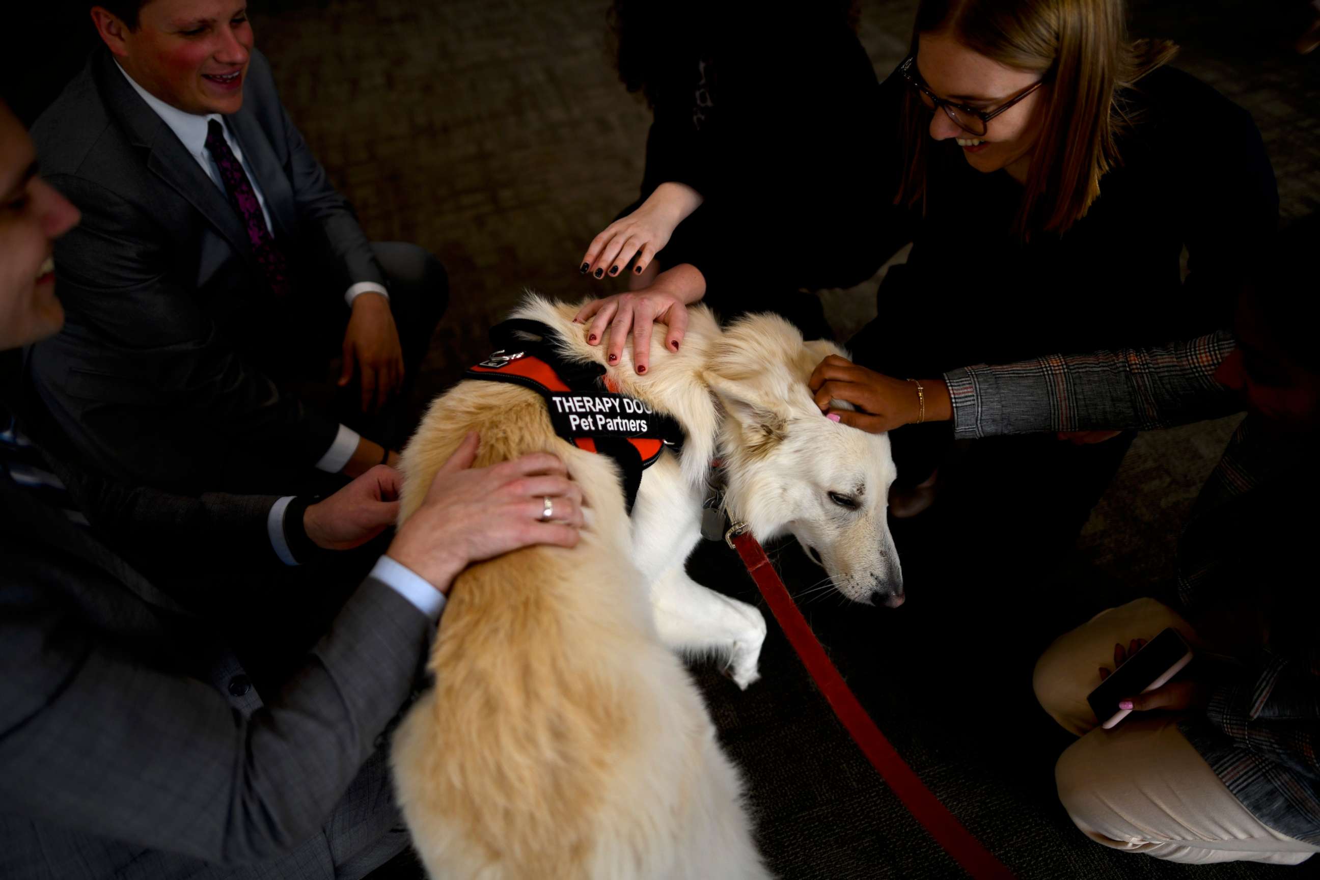 PHOTO: Swiss Shepherd therapy dog, Sampson, greets Congressional staff during a "Meet the Pets: Destress with Post-Election Therapy Dogs" event on Nov. 13, 2019, in Washington.