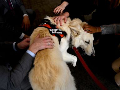 whippet therapy dog