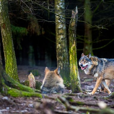 Reintroducing grey wolf populations to the wild has been a controversial topic. 