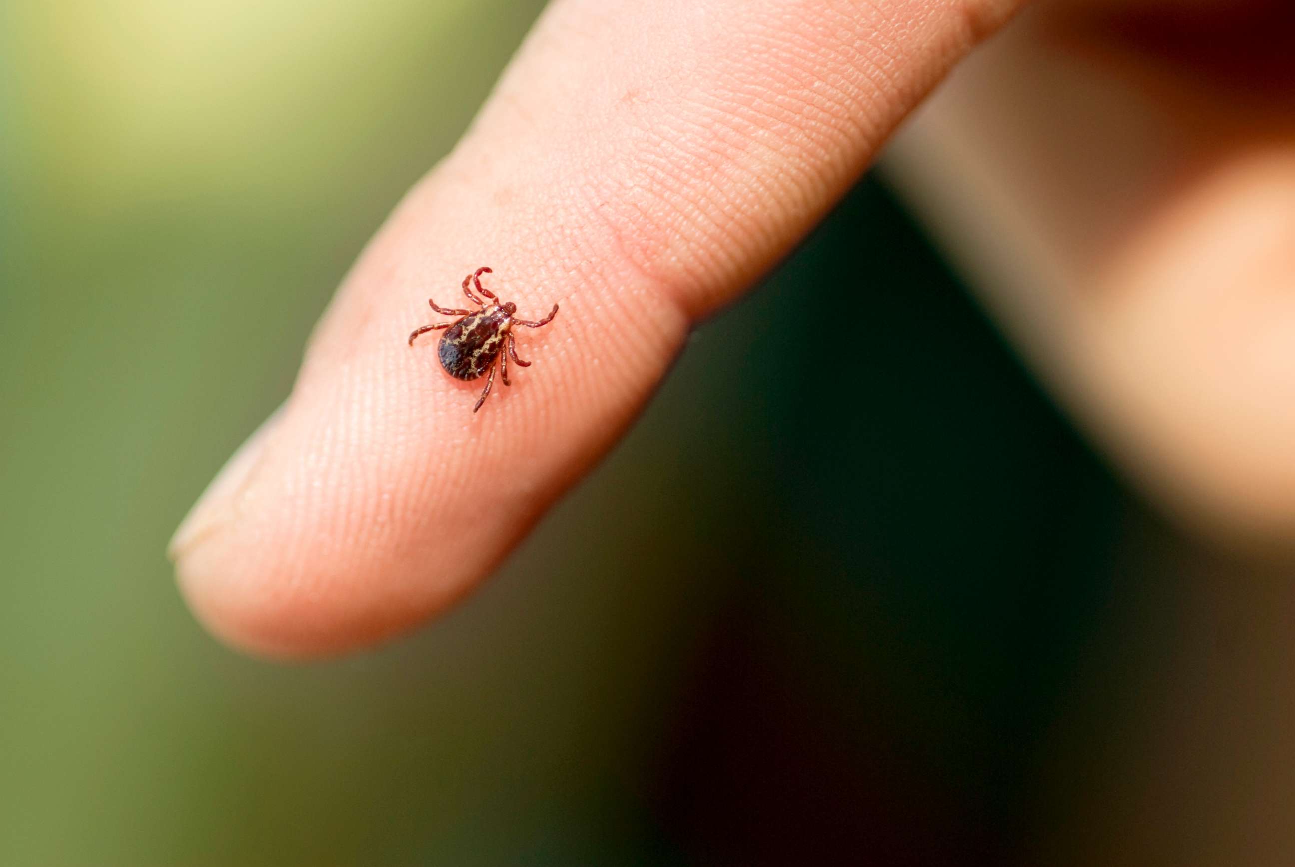 PHOTO: Stock photo of a tick on a finger.