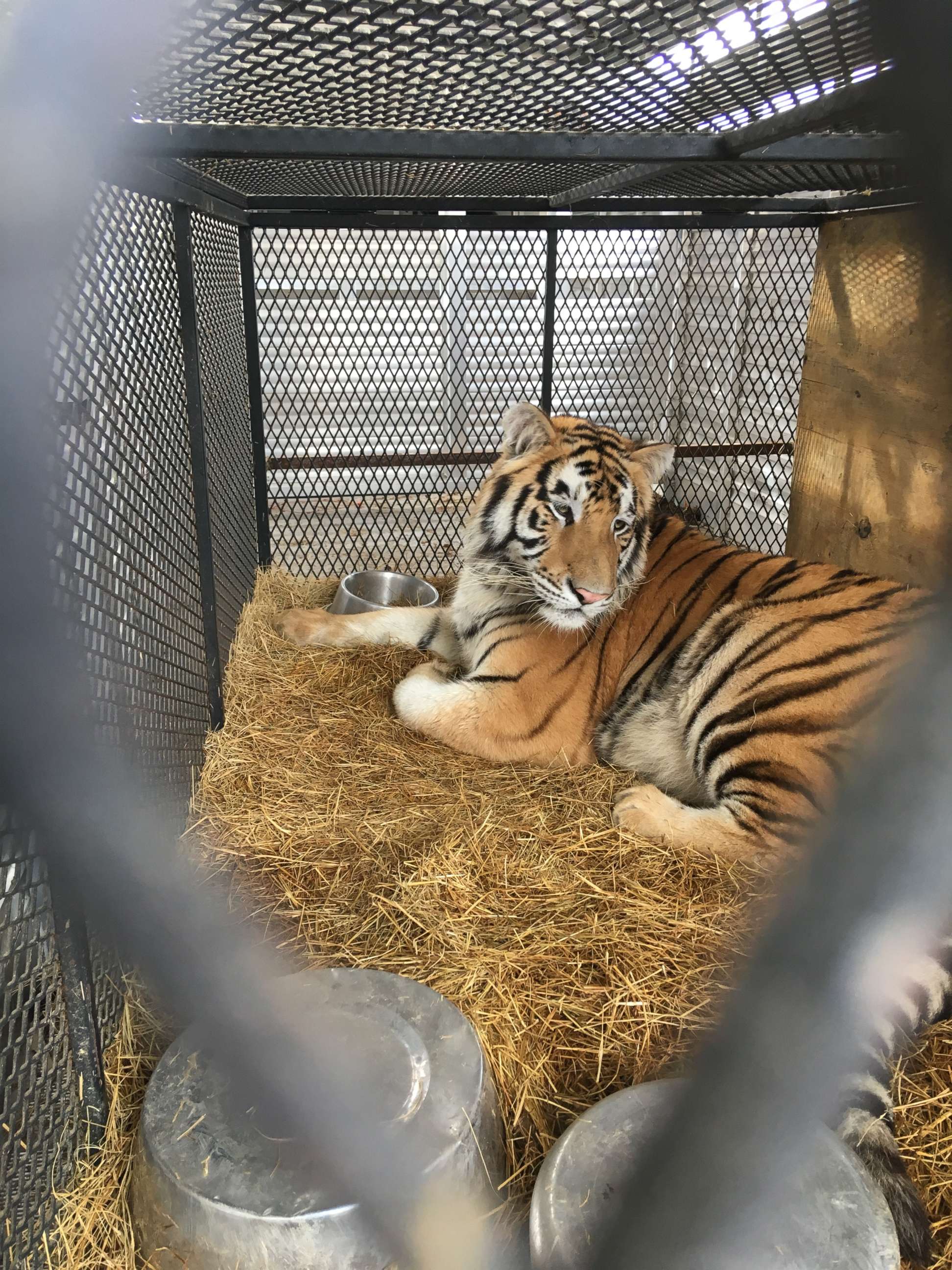 PHOTO: A male tiger is getting ready for the transport from Houston to Cleveland Amory Black Beauty Ranch, Feb. 12, 2019.
