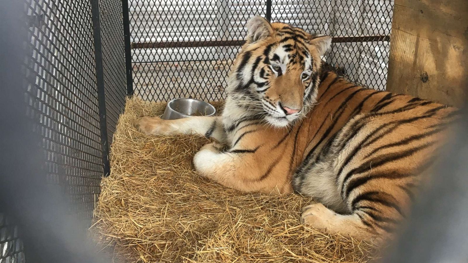 Tiger found caged in abandoned home gets second chance at wildlife sanctuary: 'He seems to be so happy' - ABC News Tiger found caged in abandoned home gets second chance at wildlife sanctuary: 'He seems to be so happy' - ABC News