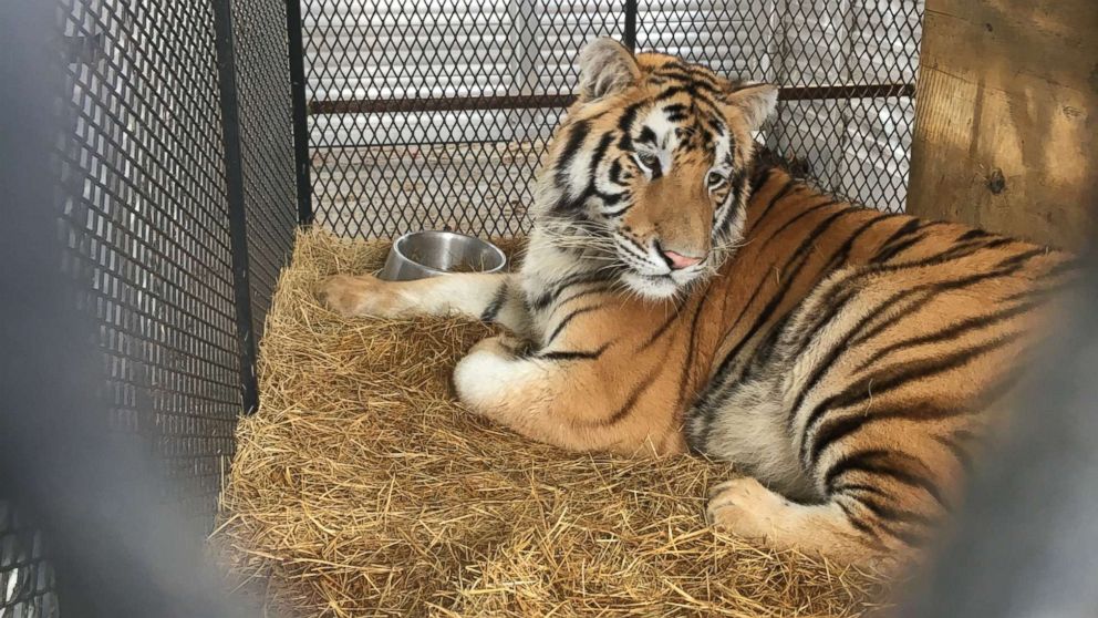 Tiger found caged in abandoned home gets second chance at wildlife  sanctuary: 'He seems to be so happy' - ABC News