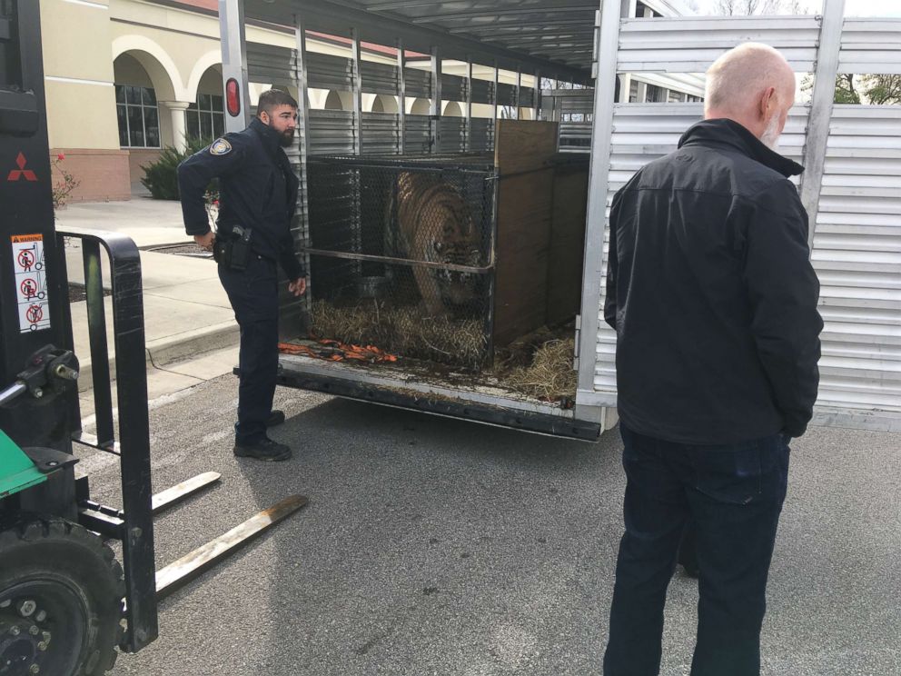 PHOTO: A young tiger found caged in an abandoned home in Houston has been relocated to the Cleveland Amory Black Beauty Ranch in Murchinson, Texas.