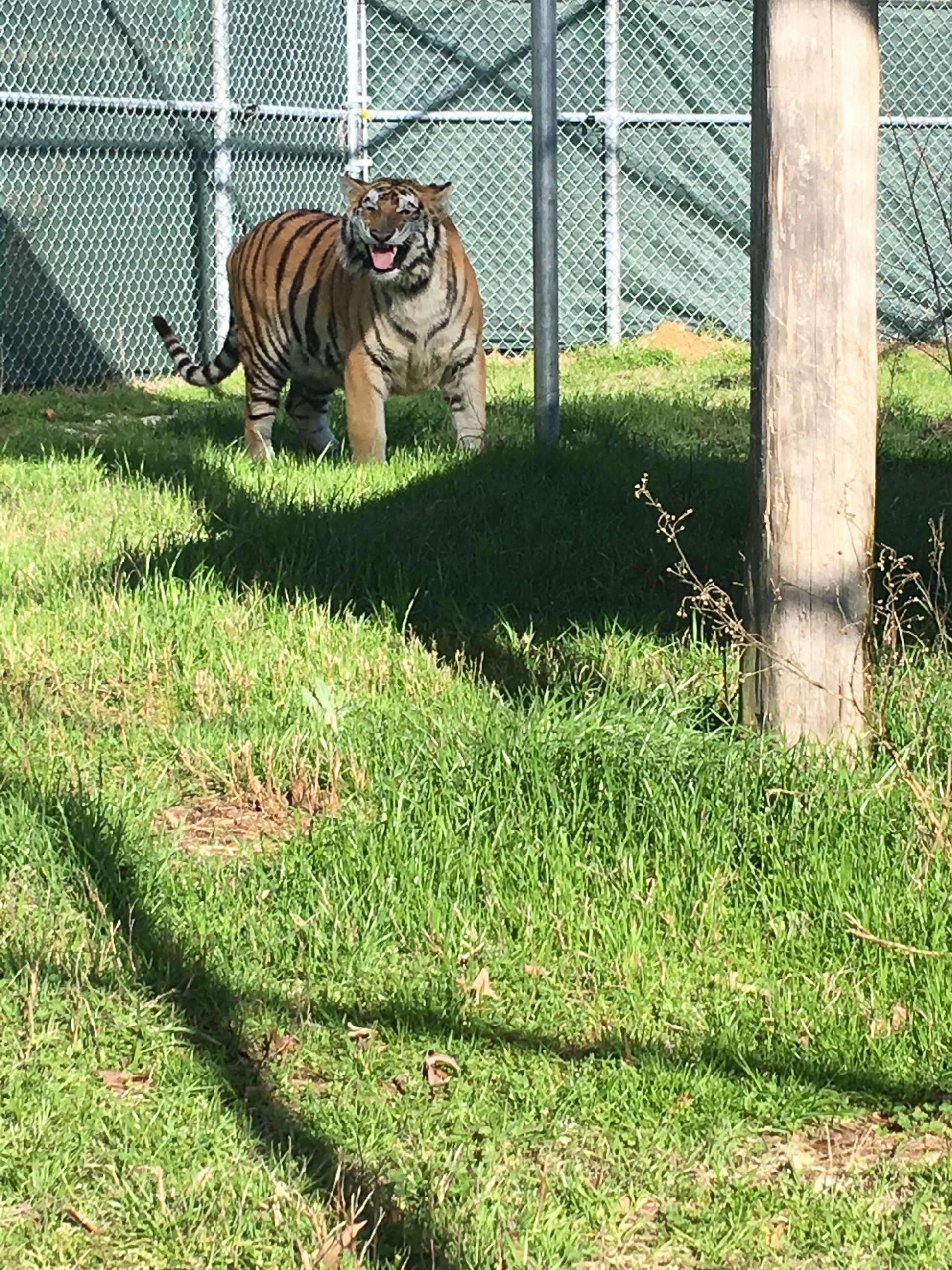 PHOTO: A young tiger found caged in an abandoned home in Houston has been relocated to the Cleveland Amory Black Beauty Ranch in Murchinson, Texas.