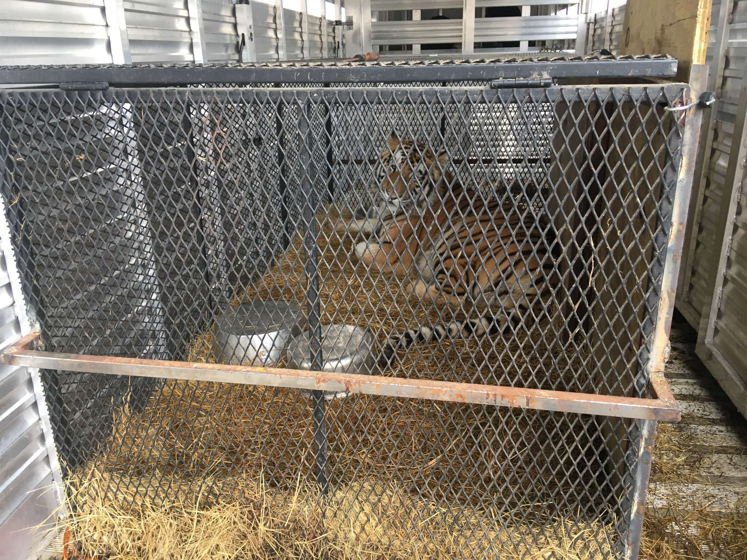 PHOTO: A young tiger found caged in an abandoned home in Houston has been relocated to the Cleveland Amory Black Beauty Ranch in Murchinson, Texas.