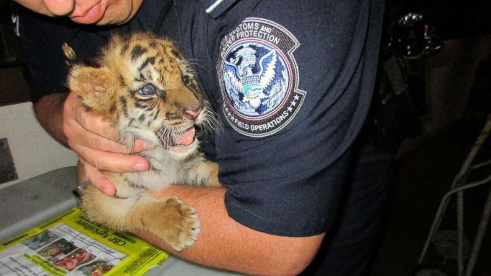 A California teen is sentenced, Feb. 20, 2018, to six months in prison for smuggling an endangered tiger cub across the U.S.-Mexico border.