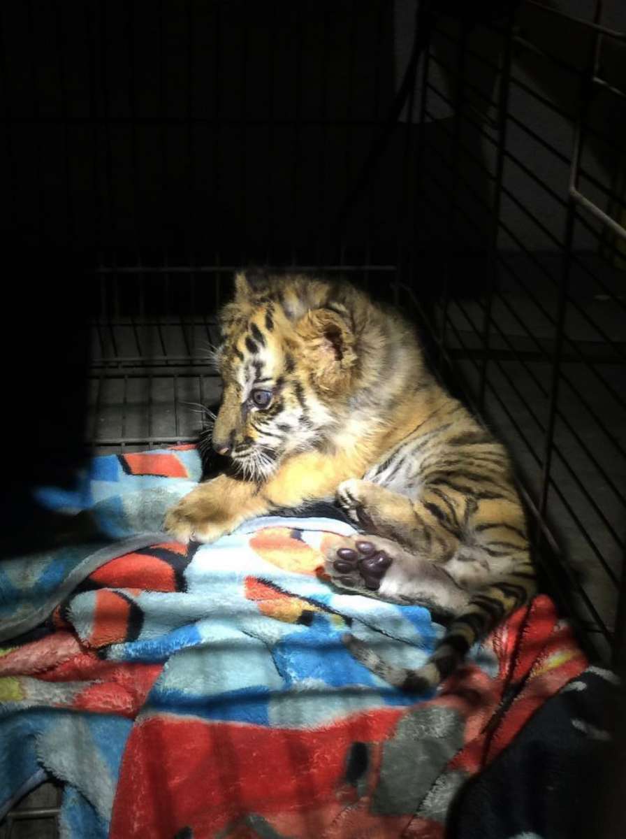 PHOTO: Customs and Border Patrol San Diego posted this photo of a Bengal tiger cub which was smuggled from Mexico into the U.S.