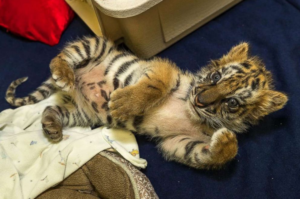 PHOTO: The confiscated Bengal tiger cub was transferred to the San Diego Zoo Safari Park where it was given a clean bill of health by the zoo's principal veterinarian.