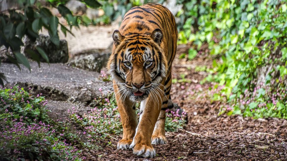 Bengal Tiger in New York 