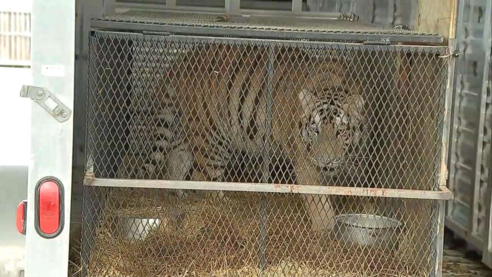 PHOTO: A female tiger recovered from an abandoned home in Houston, Texas is relocated to a care facility north of the city in an image made from KTRK video, Feb. 12, 2019.