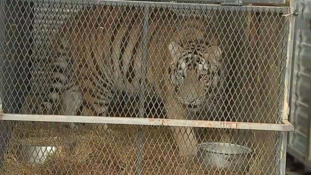 PHOTO: A female tiger recovered from an abandoned home in Houston, Texas is relocated to a care facility north of the city in an image made from KTRK video, Feb. 12, 2019.