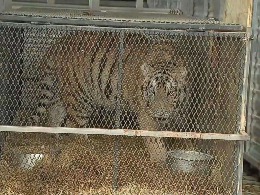 PHOTO: A female tiger recovered from an abandoned home in Houston, Texas is relocated to a care facility north of the city in an image made from KTRK video, Feb. 12, 2019.