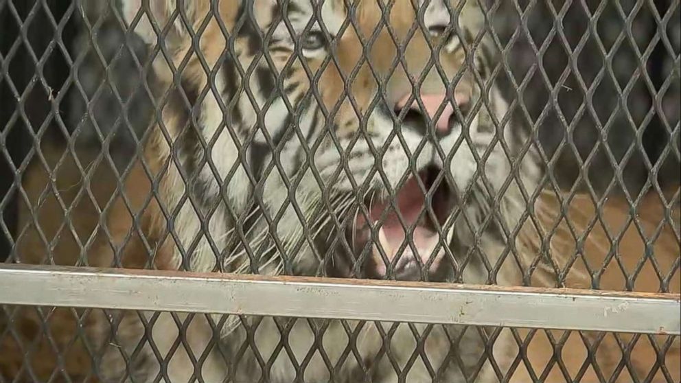 PHOTO: A female tiger recovered from an abandoned home in Houston, Texas is relocated to a care facility north of the city in an image made from KTRK video, Feb. 12, 2019.