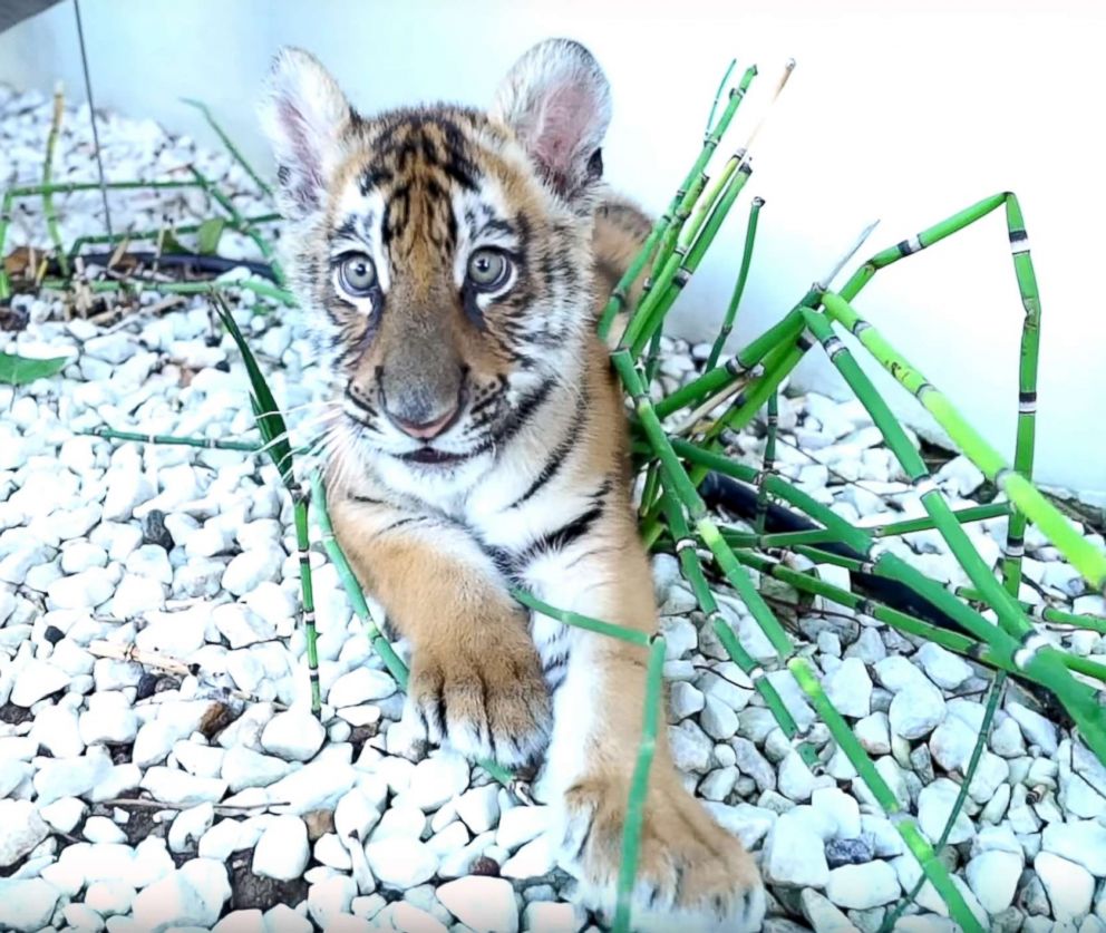 Duke the rescued Bengal tiger cub finds new home in Colorado