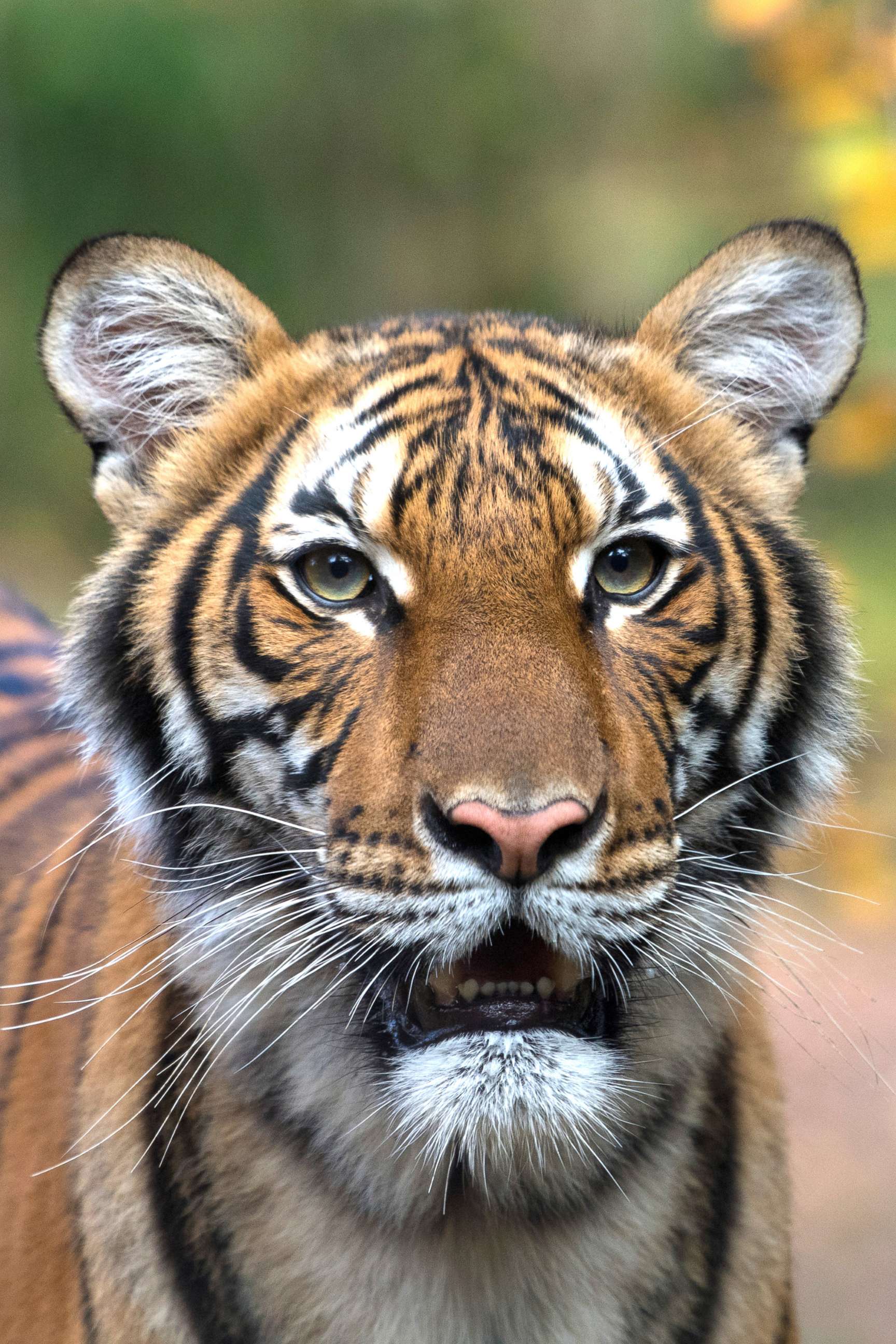 PHOTO: Nadia, a 4-year-old female Malayan tiger at the Bronx Zoo, has tested positive for COVID-19 according to a press release dated April 5, 2020.