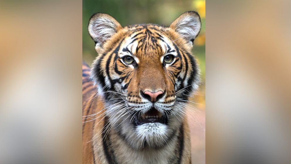 PHOTO: Nadia, a 4-year-old female Malayan tiger at the Bronx Zoo, has tested positive for COVID-19 according to a press release dated April 5, 2020.