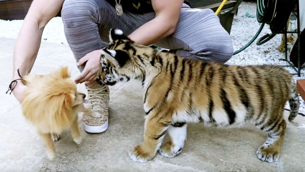 See This Unstoppable Tiger Cub Wrestle Their Mother's Face - AZ Animals