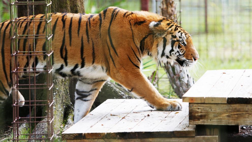 Siberian Tigers - Cat Tales Wildlife Center