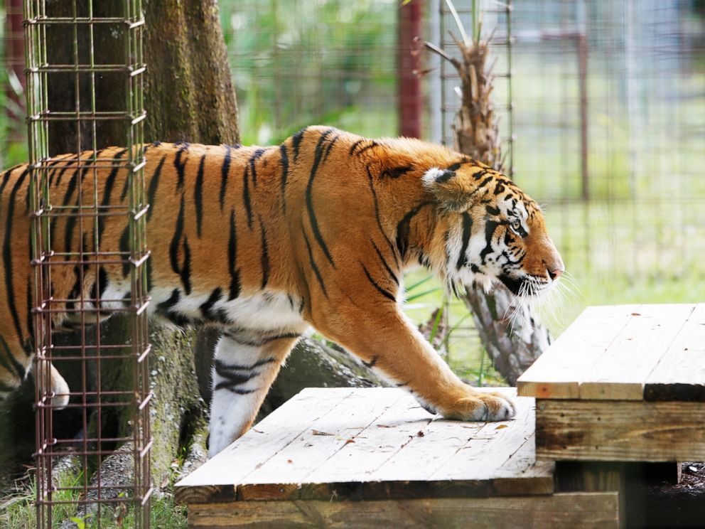 PHOTO: Kimba, one of three tigers that were rescued from a circus in Guatemala,  arrives at the Big Cat Rescue Sanctuary in Tampa, Fla., Nov. 25, 2019.