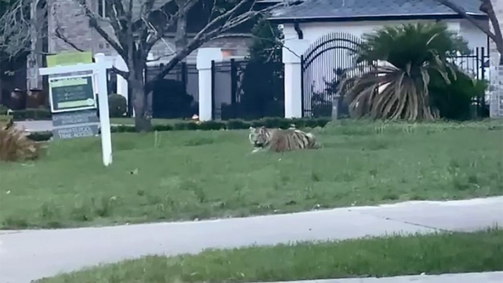 PHOTO: A Bengal tiger was seen out in a West Houston neighborhood in the evening of May 9, 2021.