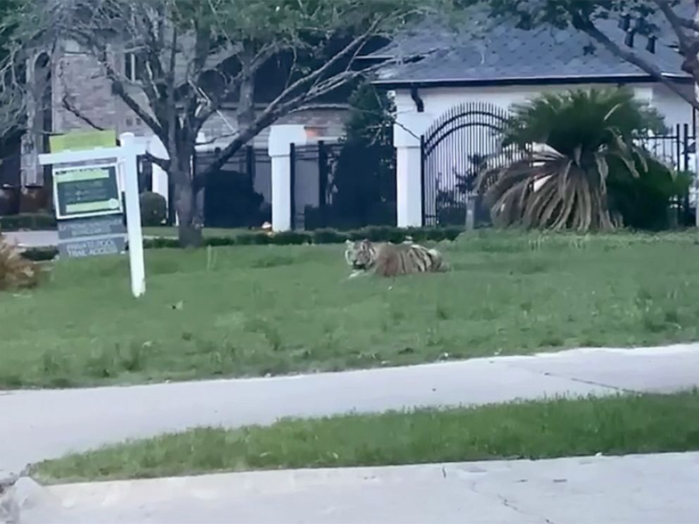 PHOTO: A Bengal tiger was seen out in a West Houston neighborhood in the evening of May 9, 2021.