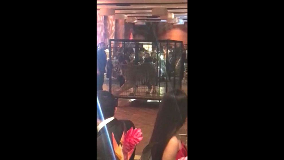 PHOTO: A handler is captured on cell phone video wheeling out a caged tiger on Friday as many Miami prom dance attendees from Christopher Columbus High School get out their cell phones to record the moment. 