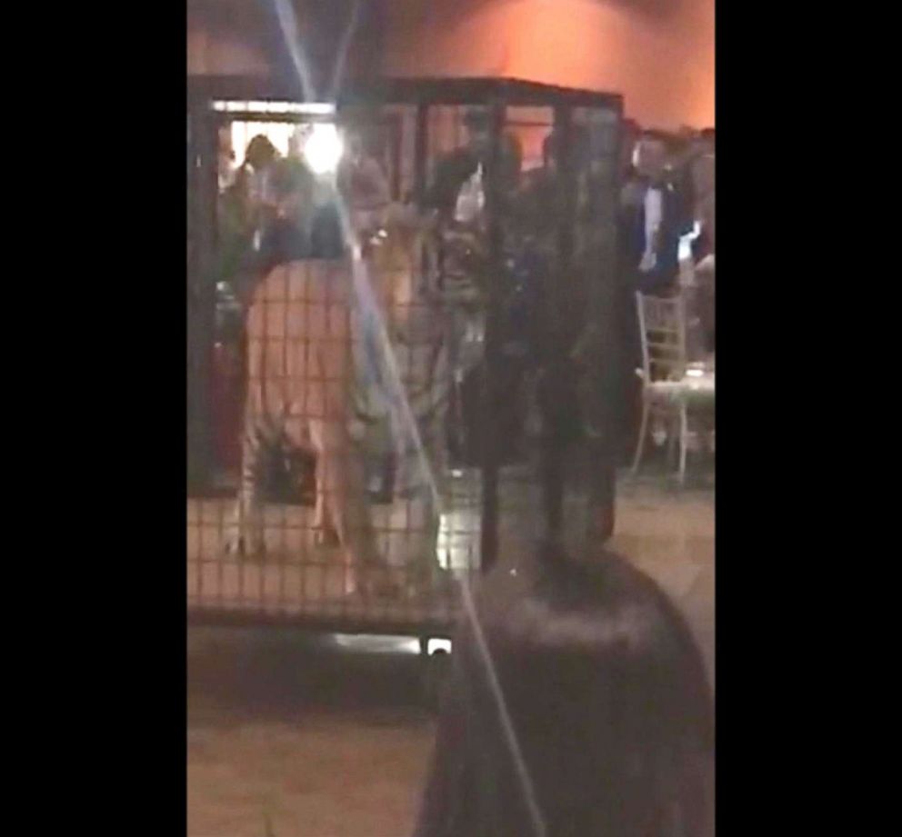 get student to how exchange sparks prom Caged animals tiger, at 'stressed' dance other