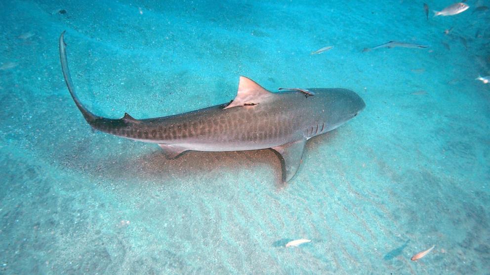 PHOTO: In this undated stock photo, a tiger shark is shown.