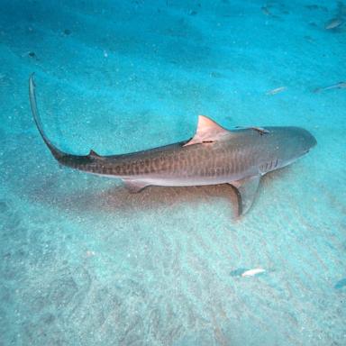 PHOTO: In this undated stock photo, a tiger shark is shown.