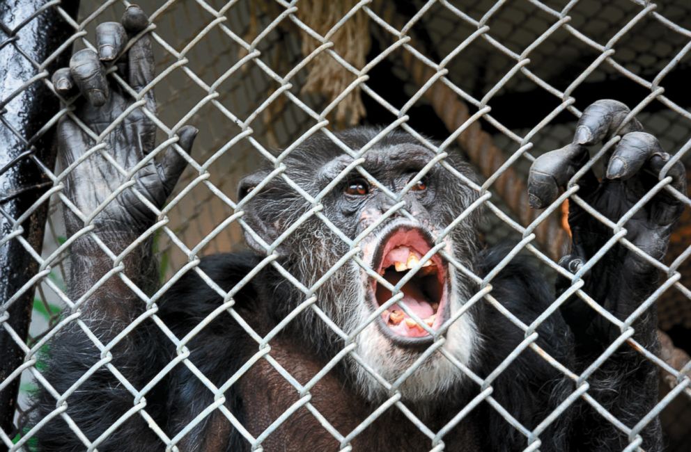 PHOTO: This Oct. 29, 2014, file photo shows Tommy, a chimpanzee,at his home in Gloversville, N.Y. who sued his owners in New York for freedom but lost the case.