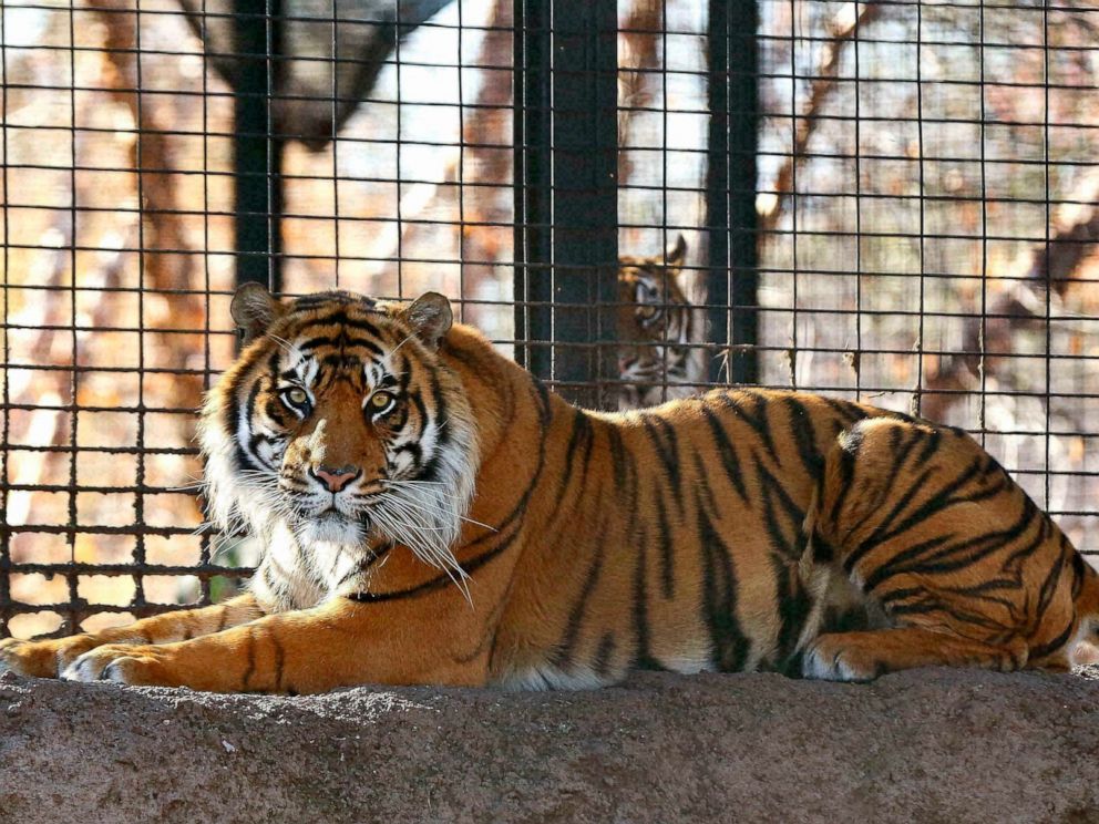 PHOTO: Sanjiv, a Sumatran tiger at the Topeka Zoo in Topeka, Kansas.