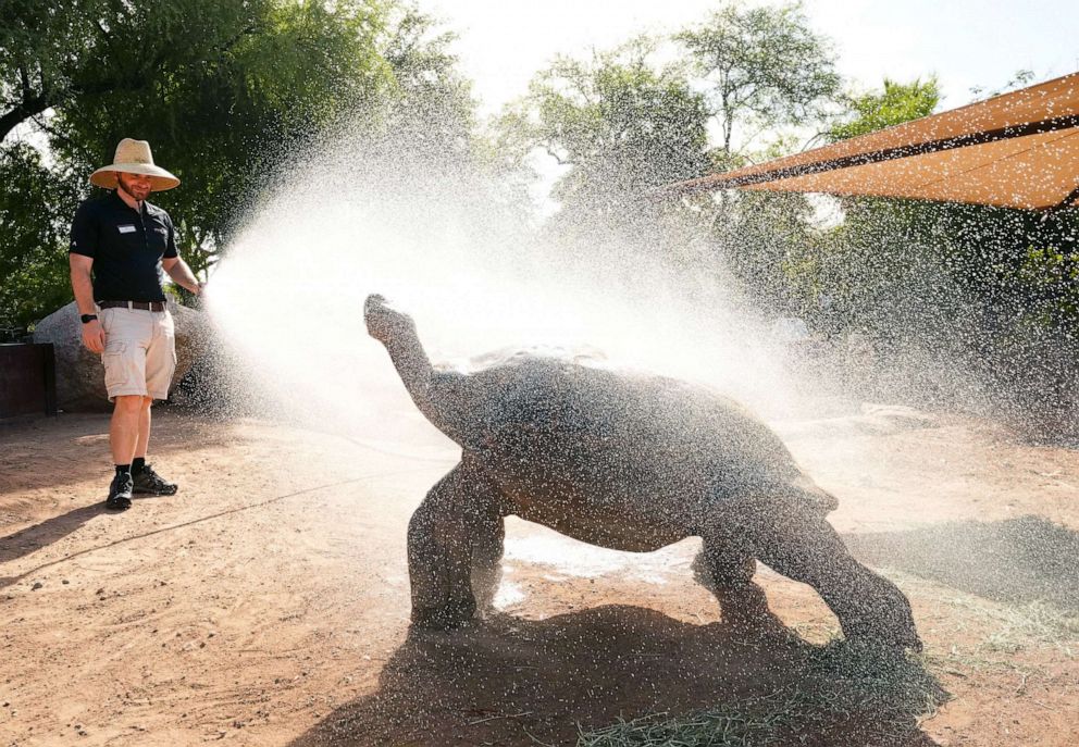 PHOTO: Ron Pohl, senior manager of the Phoenix Zoo, sprays cooling water on Elvis, a Galapagos tortoise, to help alleviate a record-breaking heatwave in central Arizona, July 18, 2023.