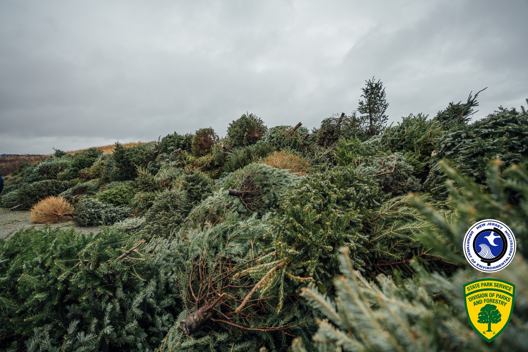 PHOTO: Over 2000 Christmas trees were donated to Island Beach State Park, Jan. 4, 2020, for dune restoration.