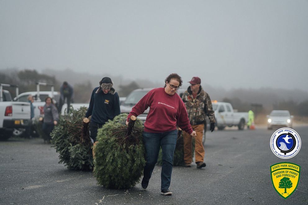 After initial goal of 200, 2000 Christmas trees are donated to help sand dunes in New Jersey | GMA