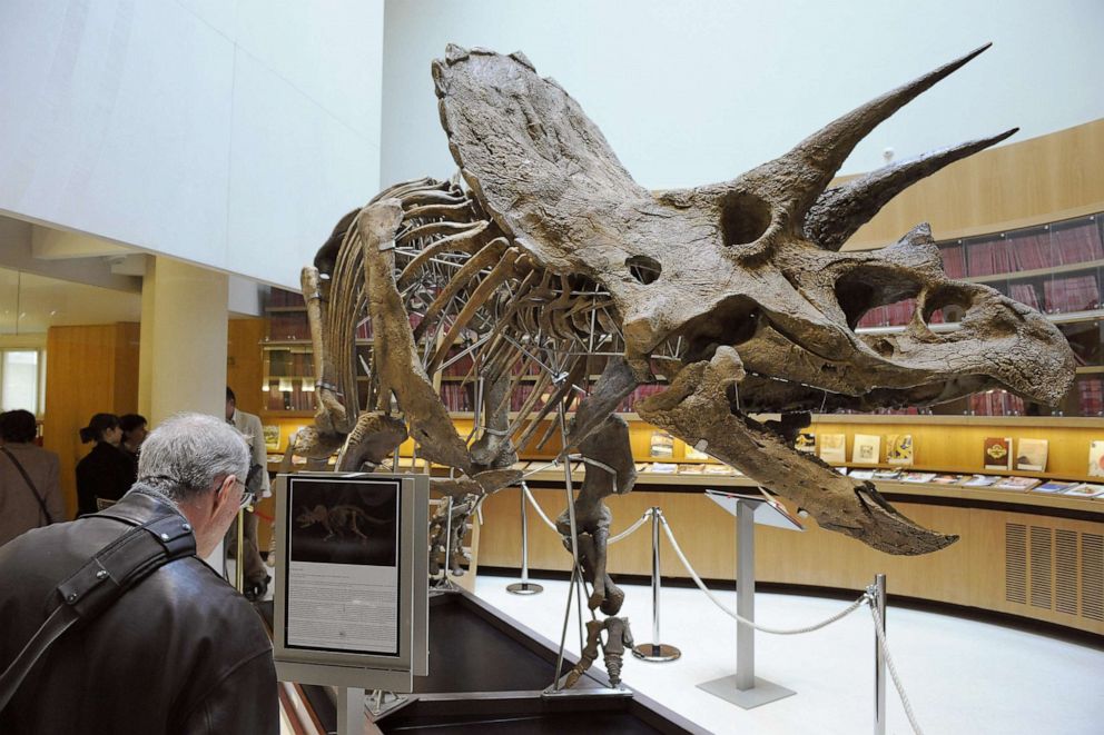 PHOTO: A triceratops skeleton is seen in Paris before his auction by Christie's house.
