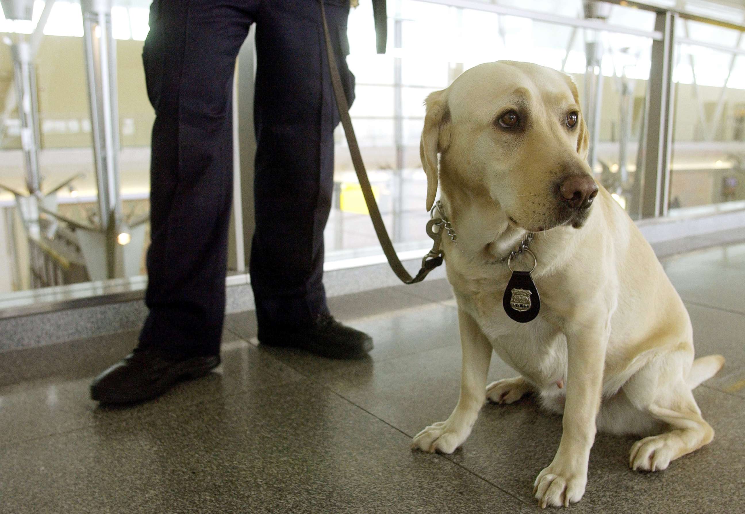 PHOTO: Police canine Labrador Catherine is pictured during a demonstration of how canine teams will assist the Transportation Security Administration in screening luggage for explosives at JFK International Airport Dec. 10, 2002. in New York City. 