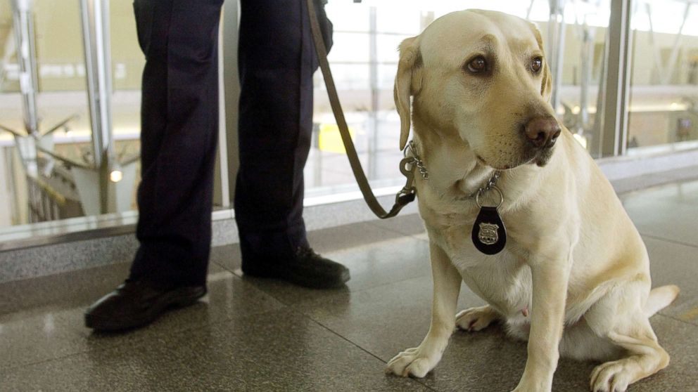 VIDEO: TSA thinks floppy-eared working dogs at the airport have a more welcoming face