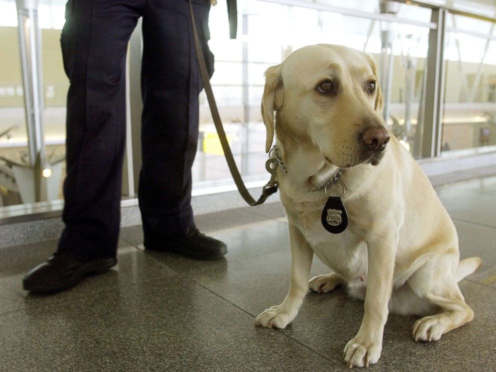 What Kind Of Dogs Do Tsa Use