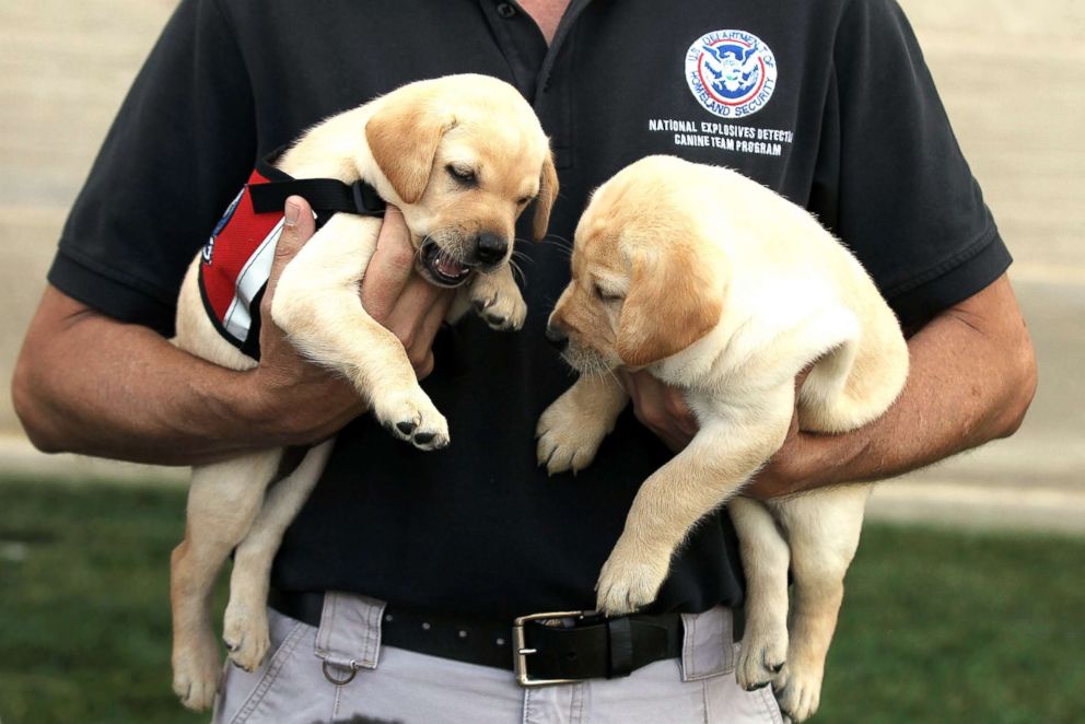 PHOTO: Transportation Security Administration Puppy Program Manager Scott Thomas holds puppies Hoey (L) and Hatton as he talks to members of the press during a media day at the Pentagon in Arlington, Va., June 28, 2011. 