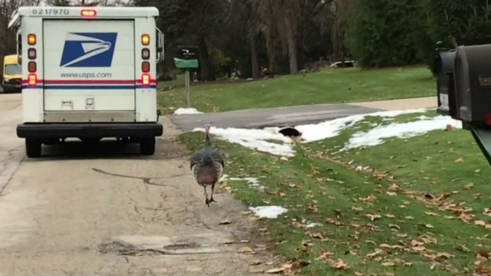 PHOTO: Postal worker Jeff Byrne has been followed by a turkey for weeks as he delivers mail in Waukesha, Wisconsin.