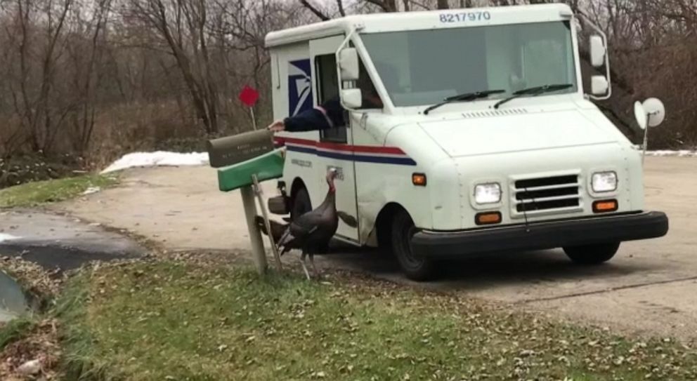 PHOTO: Postal worker Jeff Byrne has been followed by a turkey for weeks as he delivers mail in Waukesha, Wisconsin.