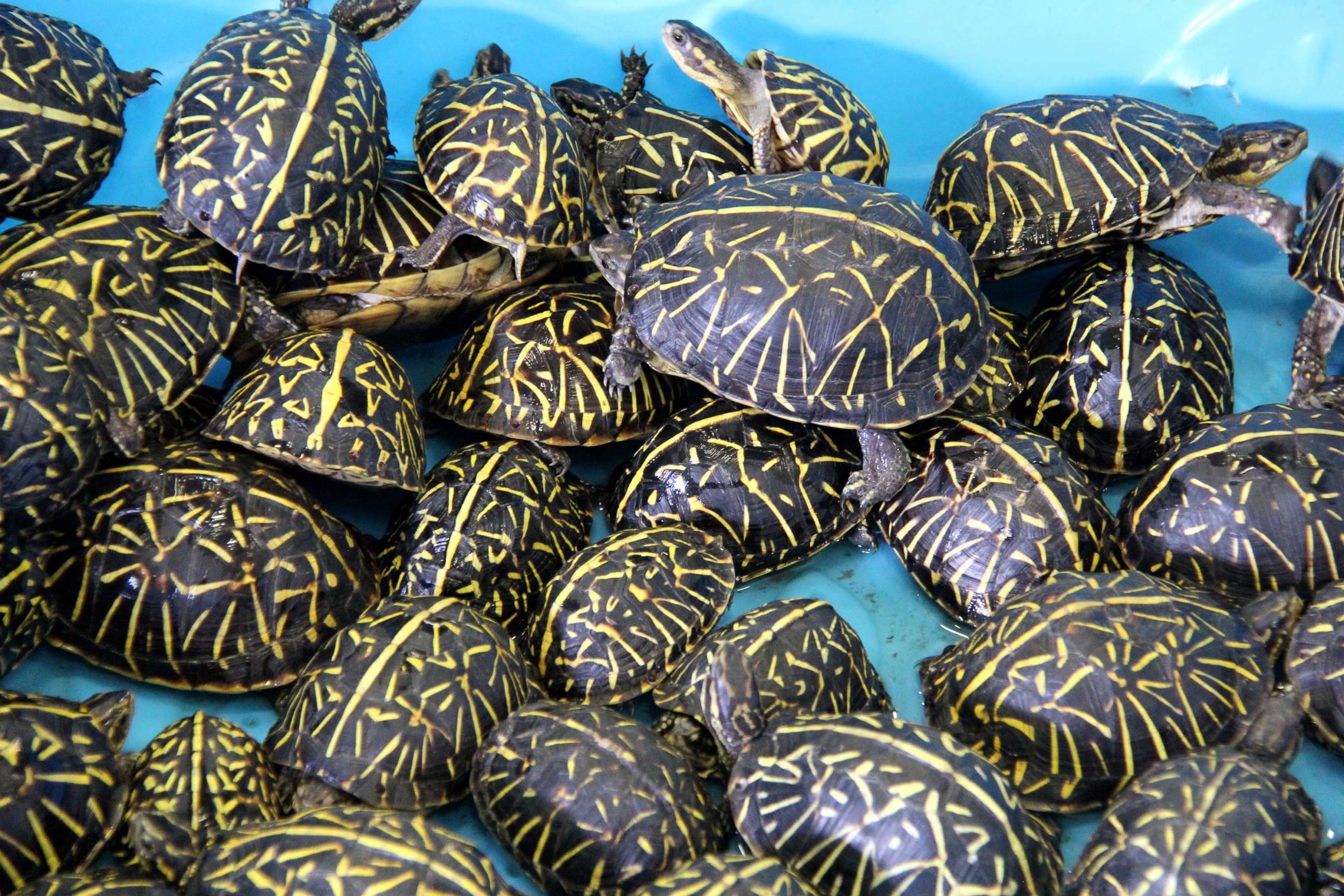 PHOTO: Wildlife officials in Florida returned turtles to the wild after busting a trafficking ring of thousands of the smuggled reptiles.