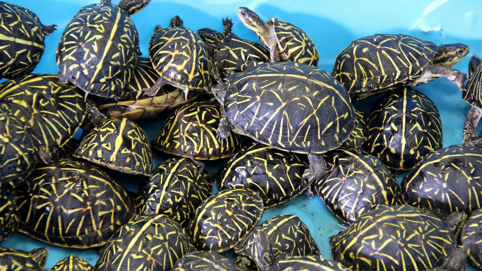 Taronga Zoo pleads with fishers for caution after vets find seven fishhooks  in turtle - ABC News