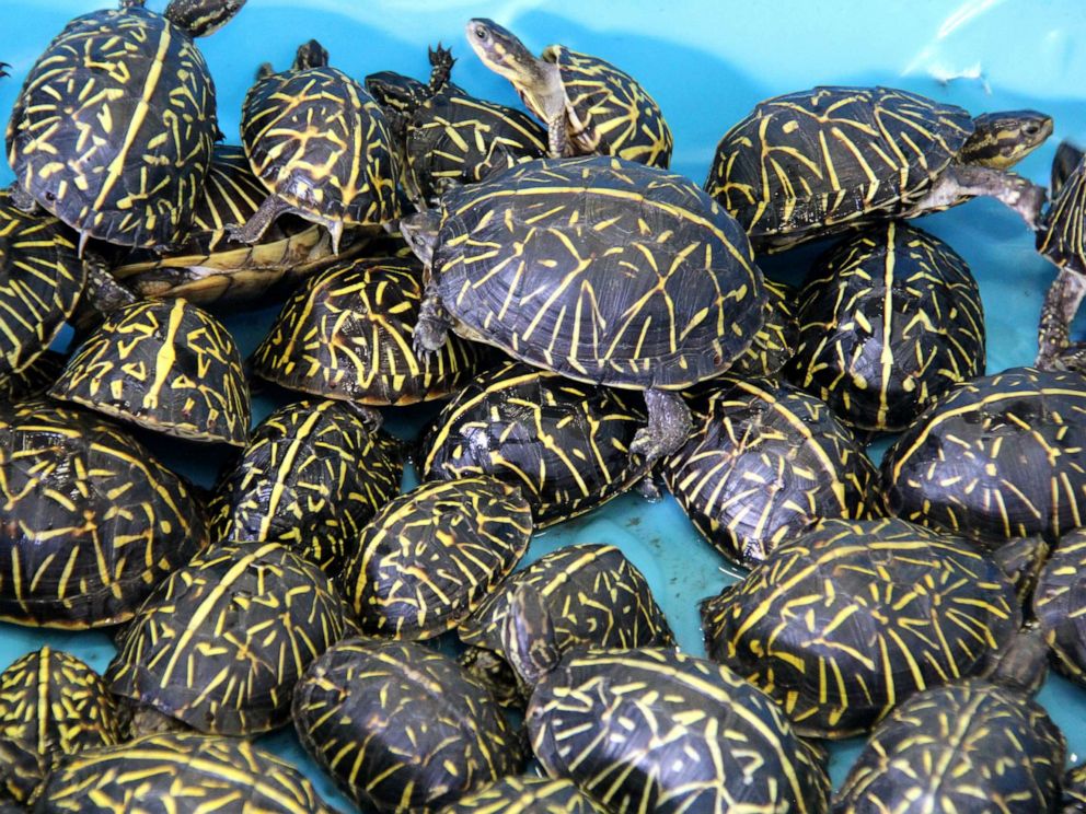 PHOTO: Wildlife officials in Florida returned turtles to the wild after busting a trafficking ring of thousands of the smuggled reptiles.